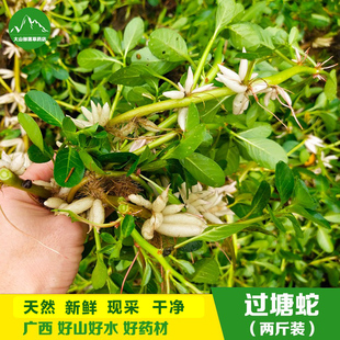 新鲜过塘蛇 现采中草药材过江藤 过江龙水浮藤水盖菜 有干品 包邮