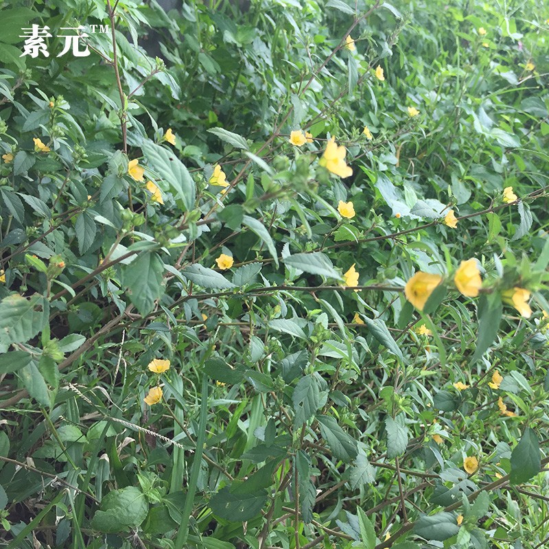 新鲜黄花地桃花黄花仔梅肉草中药材白背黄花稔黄花母地膏药山鸡绸