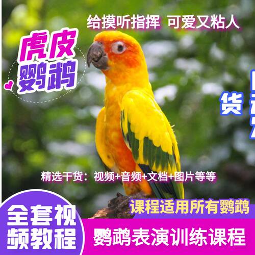 训鸟虎皮牡丹玄凤鹦鹉训练视频教程上手技能表演全套课程详细解说