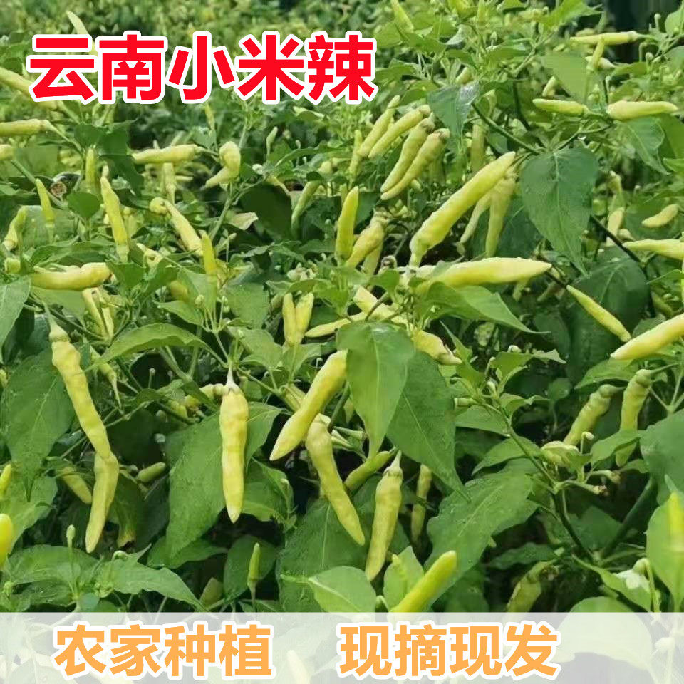 新鲜白米椒老品种皱皮野山椒云南特辣小米辣泡椒白色椒现摘现发