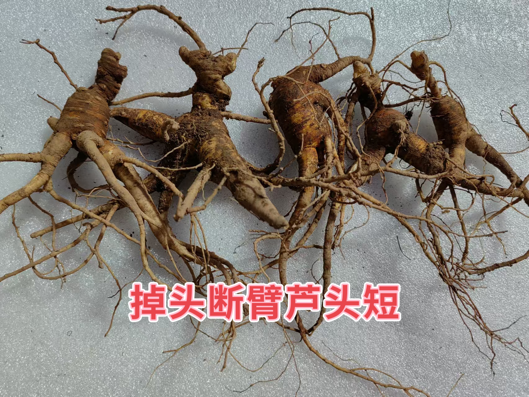 长白山东北林下参孙老大老池底子籽货残枝炖鸡煲汤泡酒鲜锈参