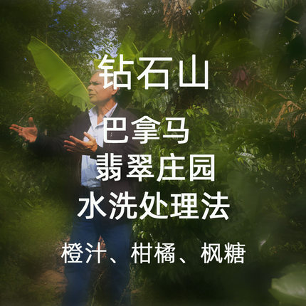 微墨 精品咖啡豆 巴拿马 翡翠庄园 钻石山 水洗 卡度艾 手冲200g