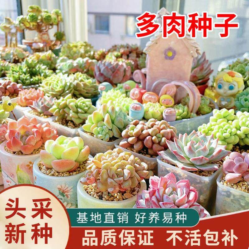 多肉种子生石花种籽子混合四季种家庭园艺种子