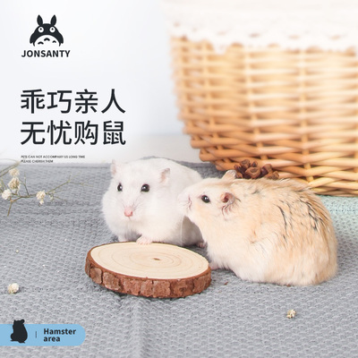 小仓鼠活物带已打疫苗活体送笼子金丝熊包活套餐齐全用品