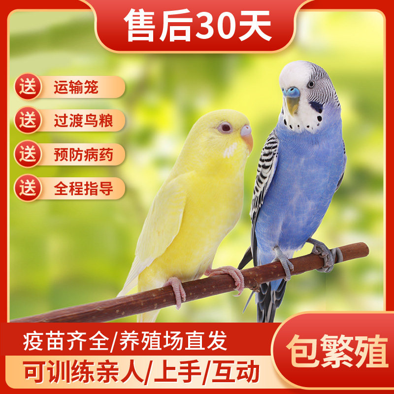 鹦鹉活鸟鸟活物玄凤云斑鹦鹉中小型会说话鹦鹉活体物宠物虎皮鹦鹉|msdalam kategori haiwan peliharaan/makanan haiwan dan bekalan, Burung dan bekalan, burung - dari Buy2taobao.com untuk memberikan perkhidmatan ejen Taobao profesional membeli