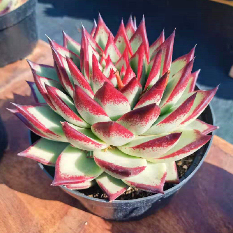 稀有多肉植物宽叶黑檀汁超大乌木老桩一物一拍大颗花卉室内盆栽