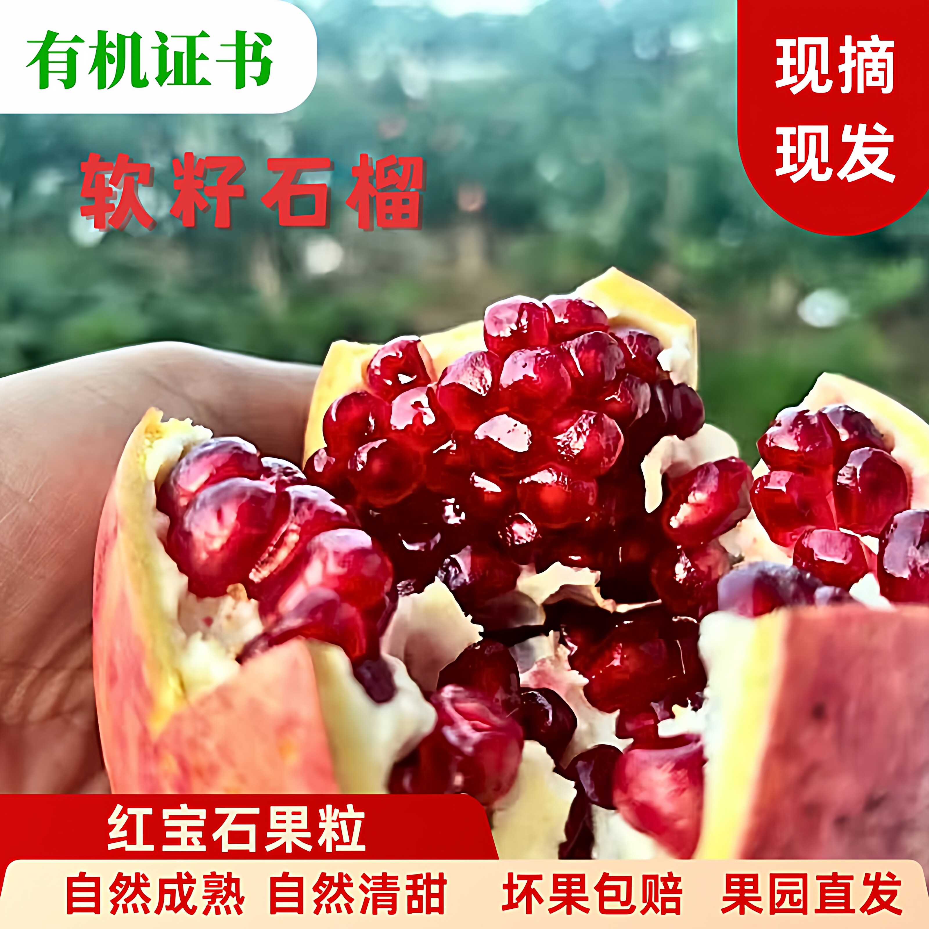 云南宾川有机软籽突尼斯石榴