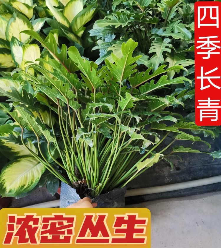小天使植物蔓绿绒可水培盆栽春雨室内春羽观叶龟背竹绿植客厅好养