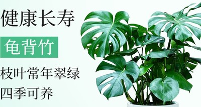 绿植好养大型四季常青观叶龟背竹