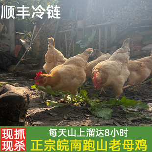 顺丰速运 孕妇老人小孩亚健康滋补 农家散养老品种皖南老母鸡土鸡