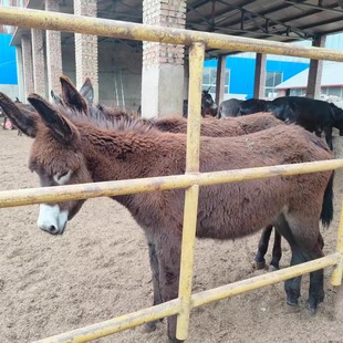 肉驴活苗毛驴驴子养驴技术驴驹小驴仔肉驴活体小毛驴活物肉驴崽