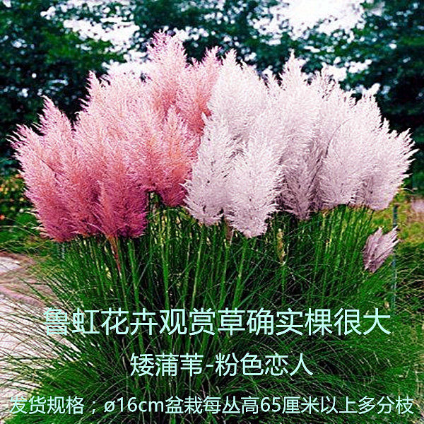 矮蒲苇 【白色粉色彭巴斯】种子 多年生耐热耐旱耐涝庭院观赏草