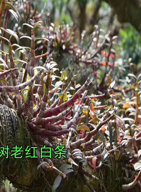 雁荡山梨树年老白条铁皮石斛