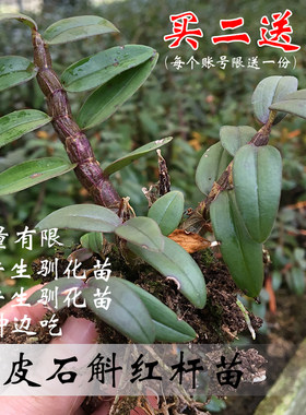 雁荡山铁皮石斛红杆可食用种苗