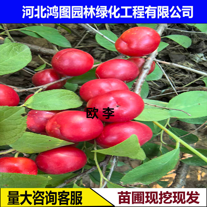 小区公园别墅庭院山林绿化行道苗