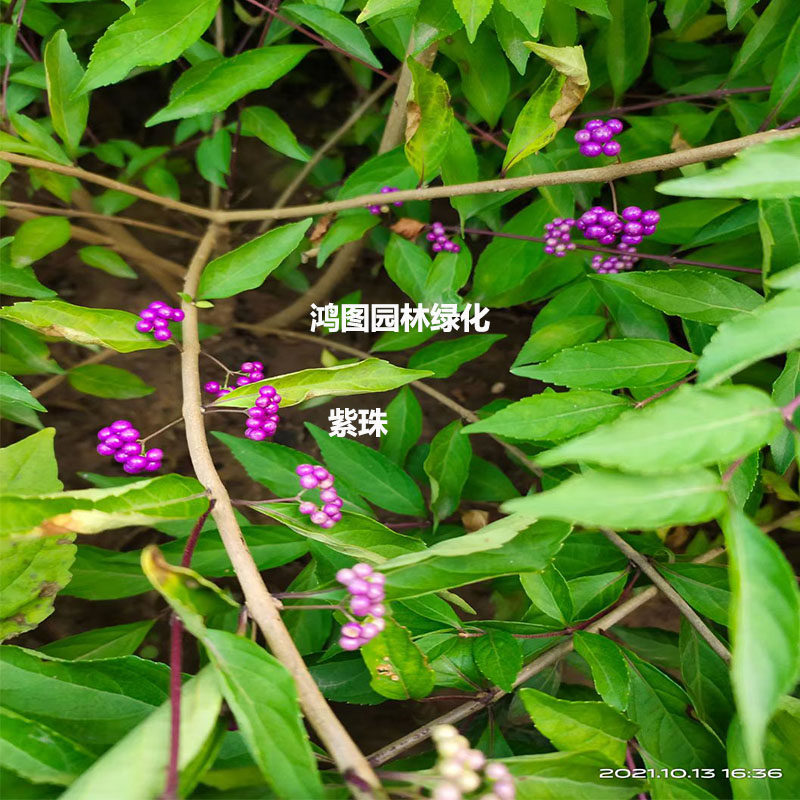 小区公园别墅庭院山林绿化行道苗木花卉  小紫珠  紫珠