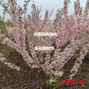 小区公园别墅庭院山林绿化行道苗木花卉 郁李 寿李 小桃红 棠棣