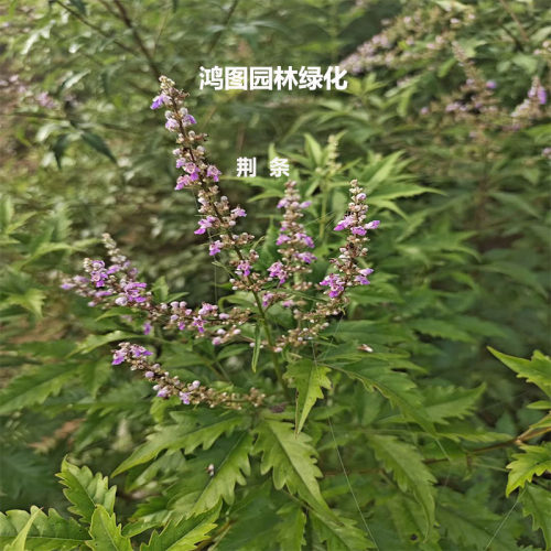 鸿图荆条庭院绿化苗木
