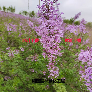小区公园别墅庭院山林绿化行道苗木花卉  羽叶丁香 裂叶丁香 大从