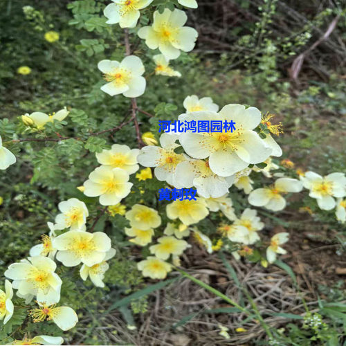 小区公园别墅庭院山林绿化行道苗木花卉 单花瓣 黄刺玫 黄刺梅