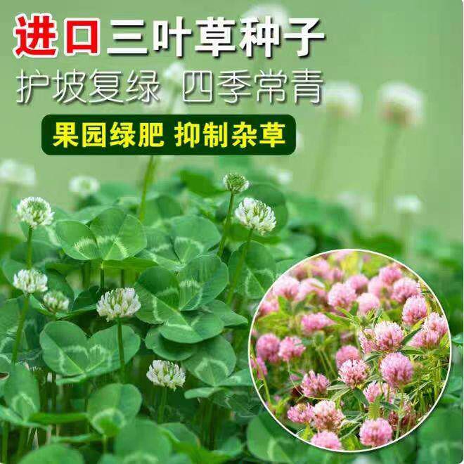 进口三叶草种子红三叶白三叶种籽幸运草四季常青耐寒绿化草坪草籽