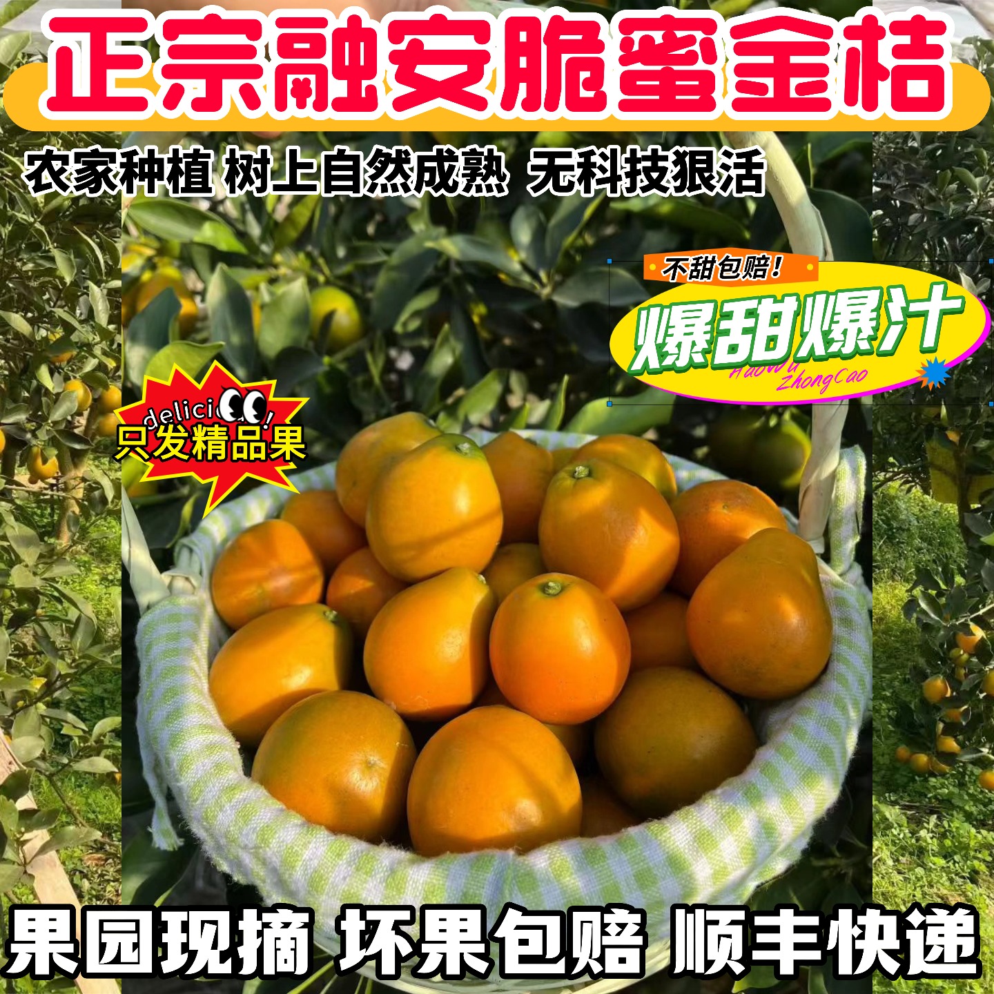 正宗融安脆蜜金桔爆甜现摘不打药