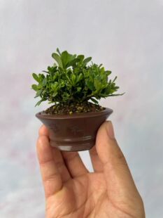 日本达摩栀子花 姬叶达摩小老桩 开花结果绿植盆栽