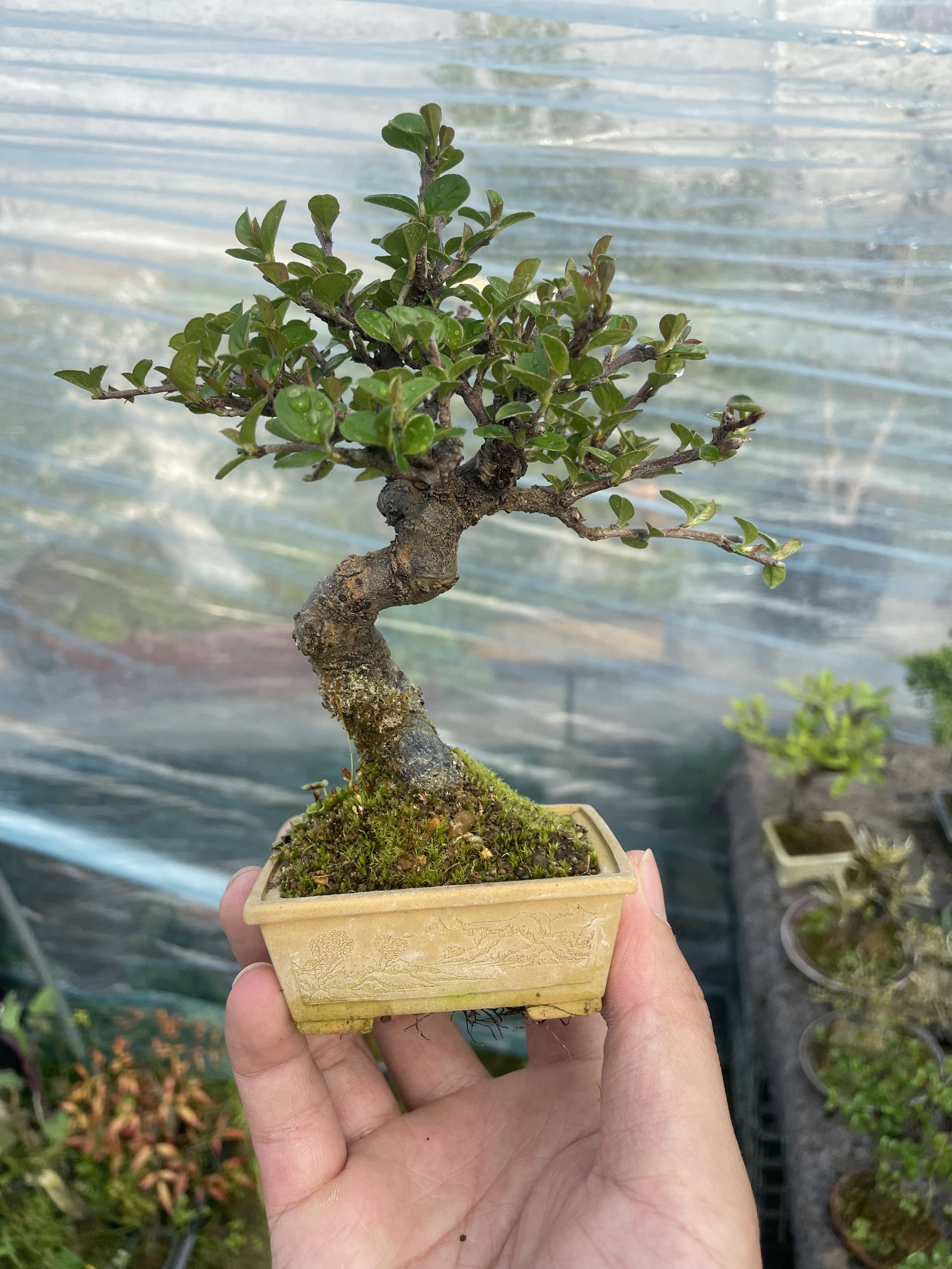 红花荀子老桩开花结果