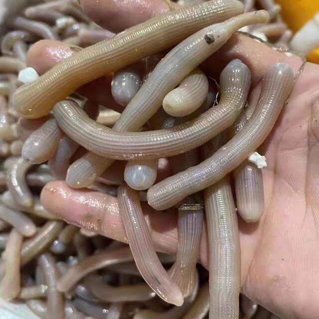 野生沙虫鲜活新鲜海虫子活体海肠子海鲜水产土笋冻方星格虫200克,水产肉类/新鲜蔬果/熟食,银鱼,淘宝优惠券,粉丝福利购,淘宝优惠卷
