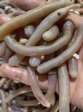 野生沙虫鲜活新鲜海虫子活体海肠子海鲜水产土笋冻方星格虫200克