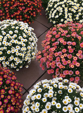 玛格丽特盆栽白晶菊姬小菊大苗小雏菊花苗多季开花易爆盆带花阳台