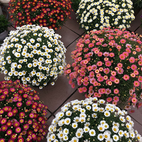 玛格丽特菊花盆栽大苗易爆盆带花