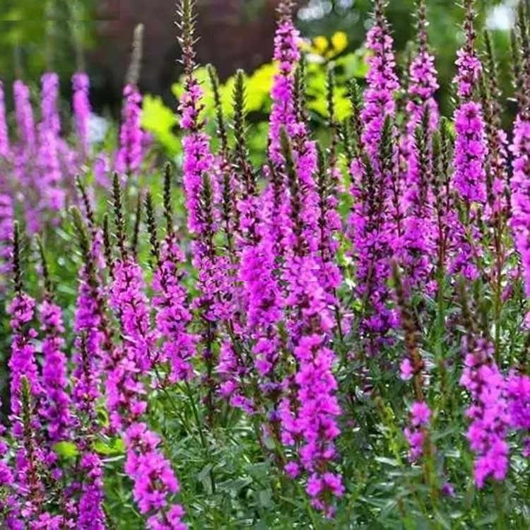 千屈菜盆栽花卉多年生耐寒耐热花园花境高杆植物宿根花卉水陆两生