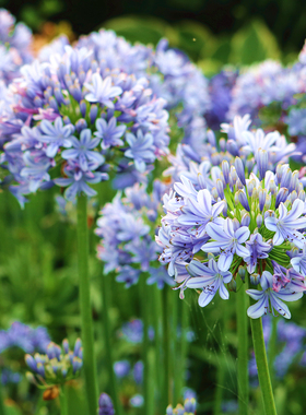 蓝色百子莲盆栽花苗多年生宿根植物夏日之恋花卉阳台花园庭院花卉