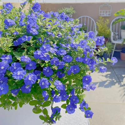 蓝星花盆栽带花苞室内庭院花期长