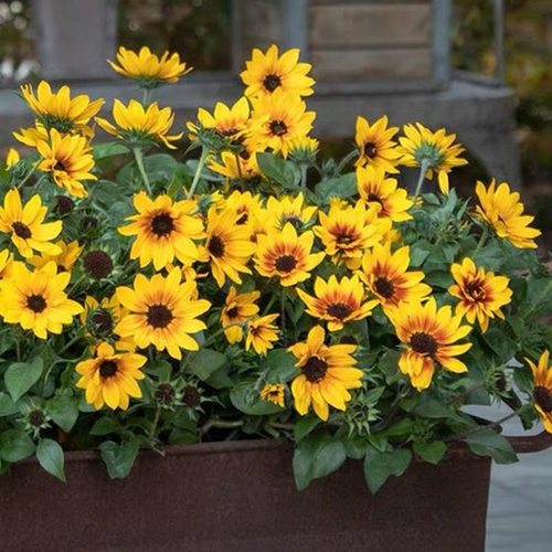 向日葵光辉岁月花园阳台庭院矮生