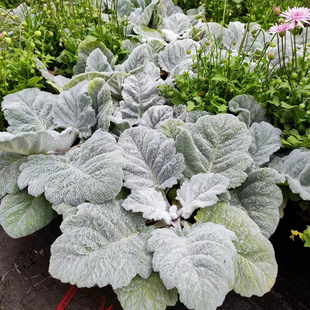 新品银灰鼠尾草盆栽银白色观叶观花花卉 多年生耐寒耐热