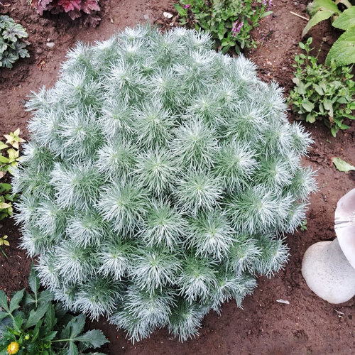 朝雾草细叶银蒿银色植物盆栽庭院