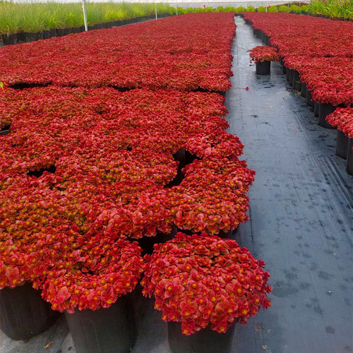 胭脂红景天低矮的地被植物