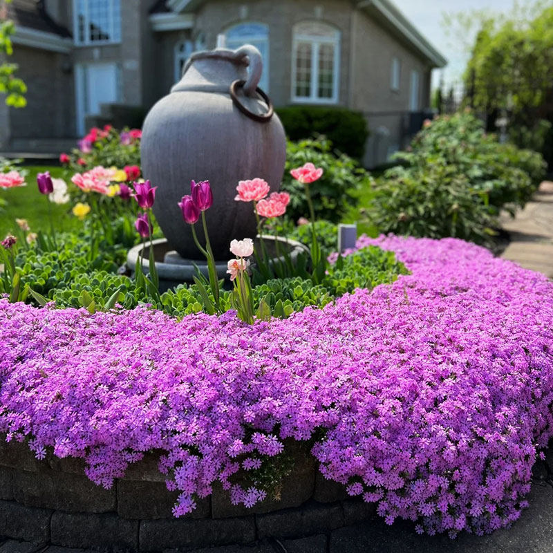 日本芝樱盆栽地被植物耐热耐寒多年生易爆盆花卉庭院阳台花镜丛生