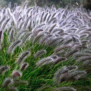 羽绒狼尾草盆栽多年生耐寒耐热宿根观赏草花园花镜高杆背景植物