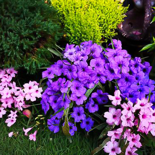 翠芦莉粉花紫花矮生盆栽大苗花境