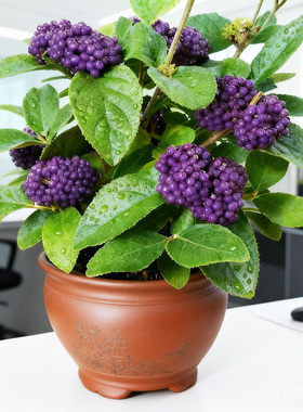 紫珠盆景盆栽观果日本造型花灌木花苗阳台耐寒耐热耐晒多年生紫色