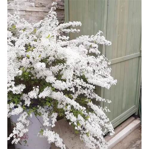 喷雪花盆栽柳卉棒糖绣线菊