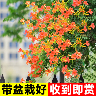 凌霄花爬藤植物大苗老桩树苗盆栽多季开花卉花苗庭院阳台耐热耐寒