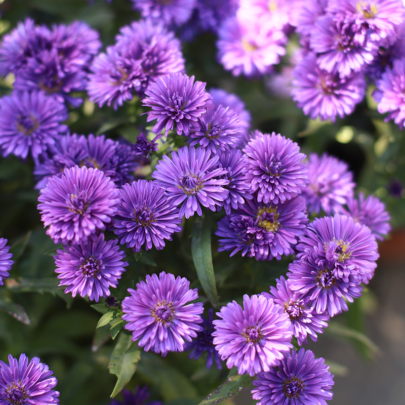 翠菊草本植物庭院阳台观赏菊花