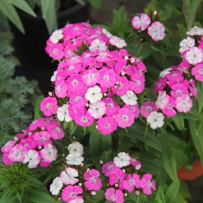 带花苞耐寒耐热花卉地被庭院阳台