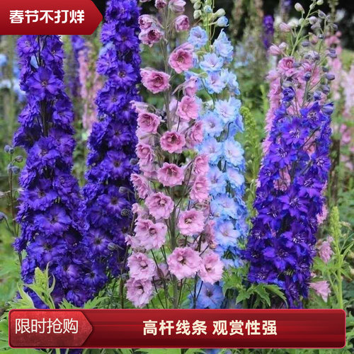 大花飞燕草盆栽花苗大苗北极光