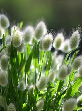 兔尾草花苗盆栽苗粉色白色庭院花镜植物观赏草耐寒耐热花园野趣