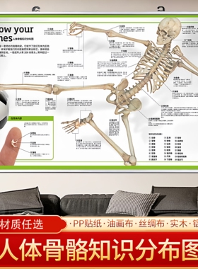 人体骨骼结构挂图模型教学图解骨骼知识点记忆图谱生物解剖教具图